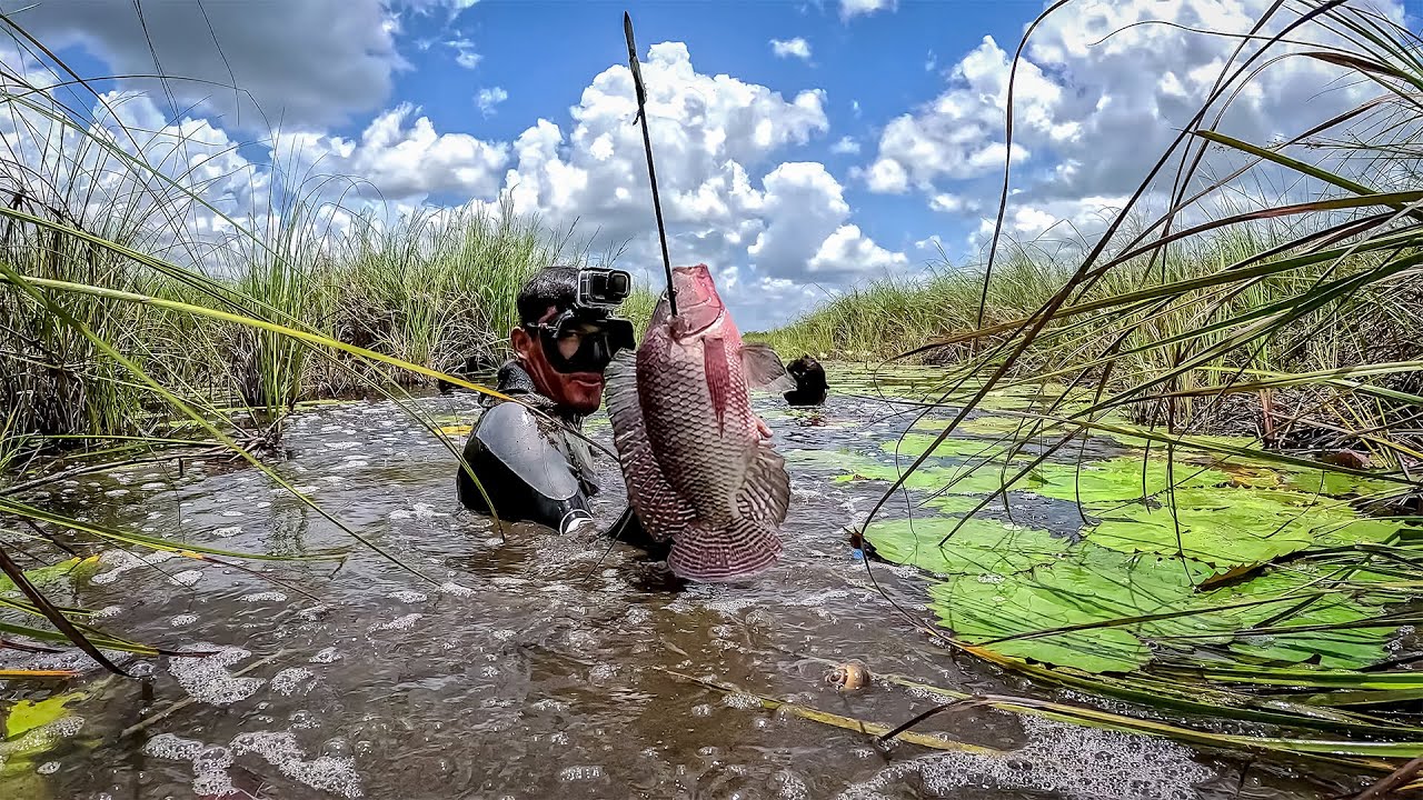 Pescando Tilapias con Arpón en Quíneles ¡La Mejor Pesca De Tilapias Que Veras!