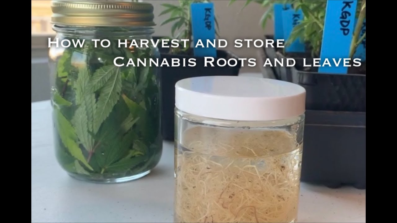 How to Harvest Cannabis Roots and Leaves