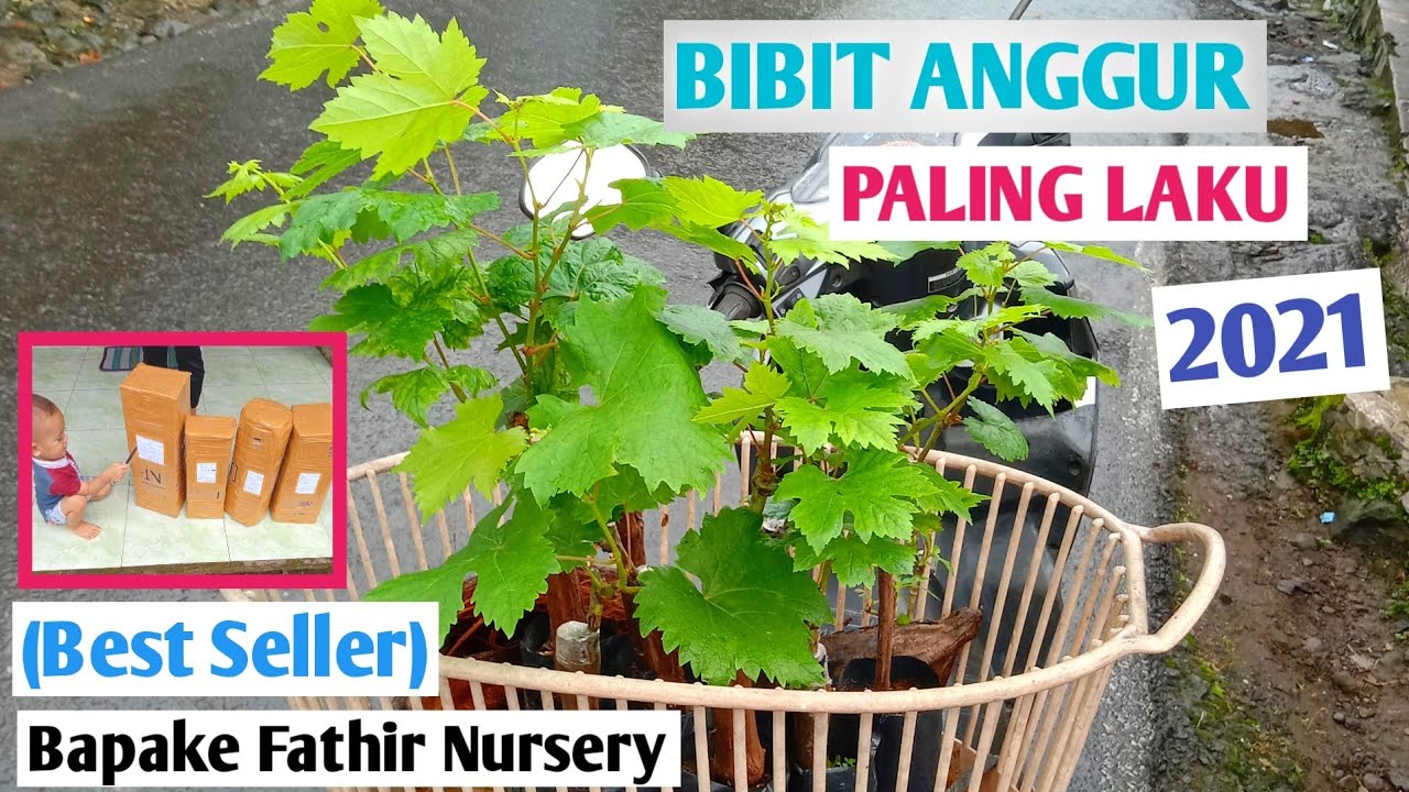 Bibit Anggur Yang Paling Laku❗Diminati & Dicari Pembeli 2021