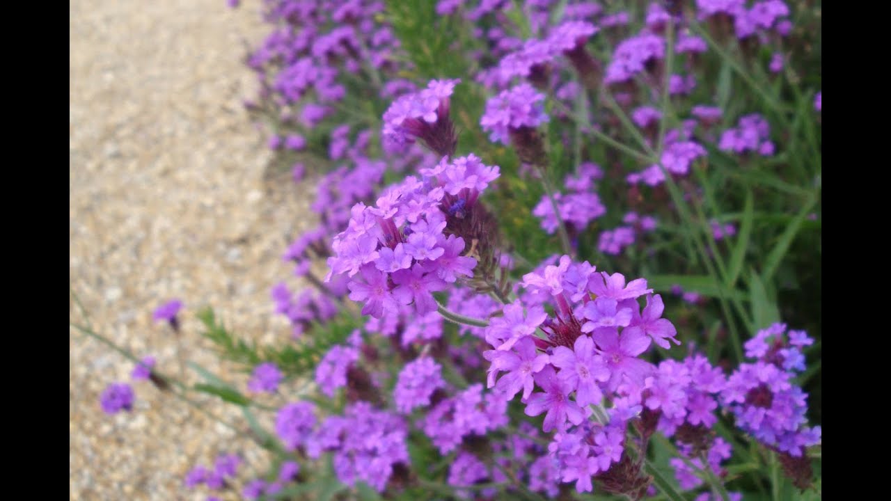 Why you should grow Verbena rigida