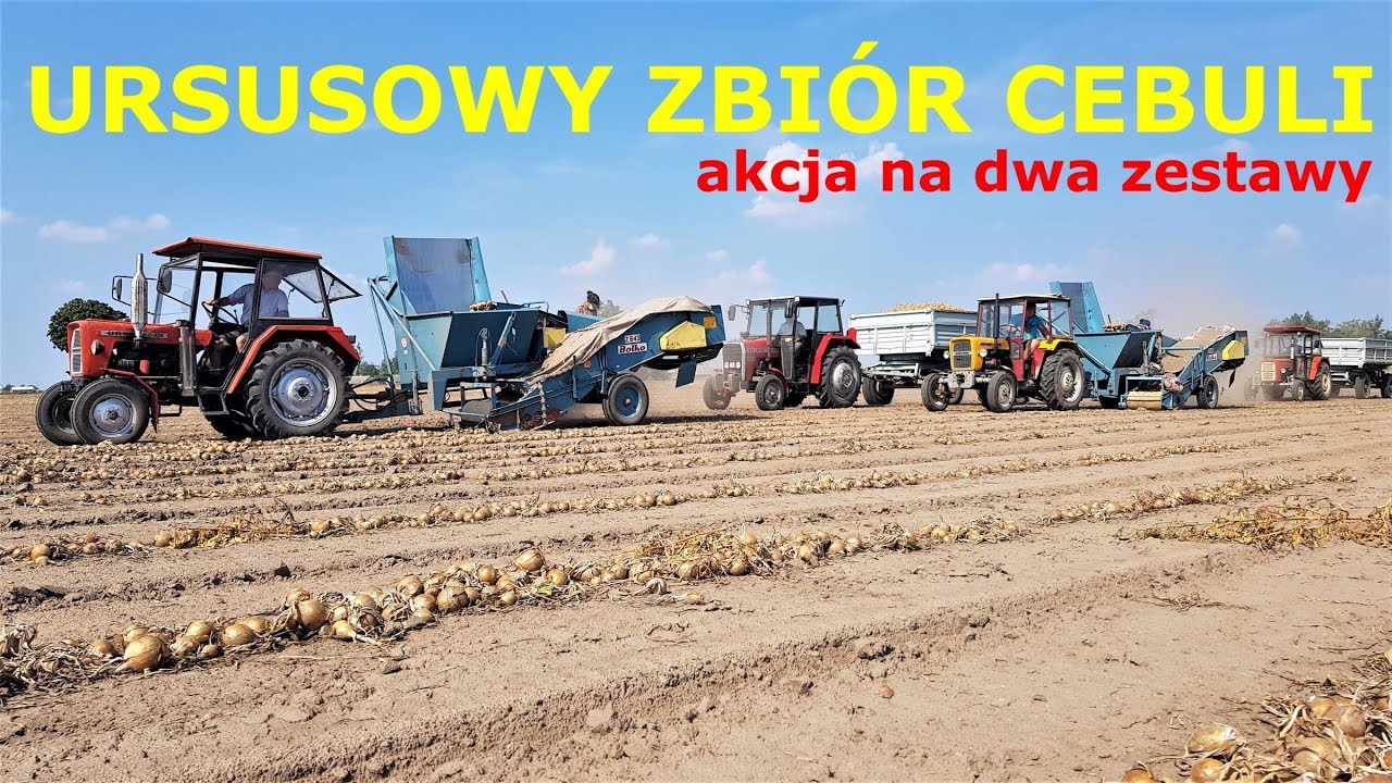 Zbieranie Cebuli z Udziałem 5 Ciągników / Kilka Słów Po 3 Miesiącach Przechowywania VLOG