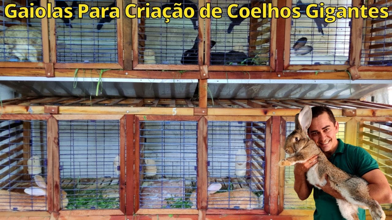 Gaiolas Perfeitas Para Criação de Coelhos Gigantes