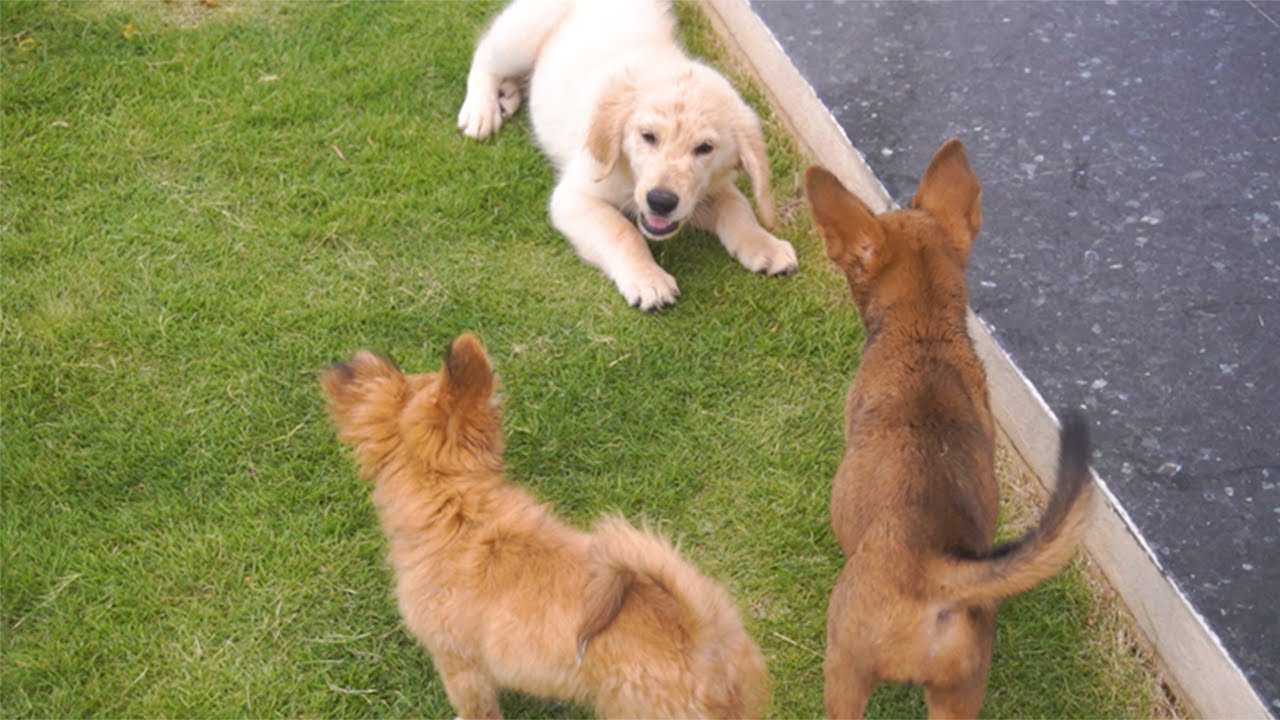 Golden Retriever Becomes the Best Big Brother to Two Playful Puppies!