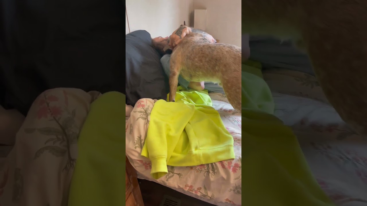 I don&rsquo;t bite&hellip; #australiancattledog #funny #redheeler #herdingdog #puppylove @Defiantranch2.0