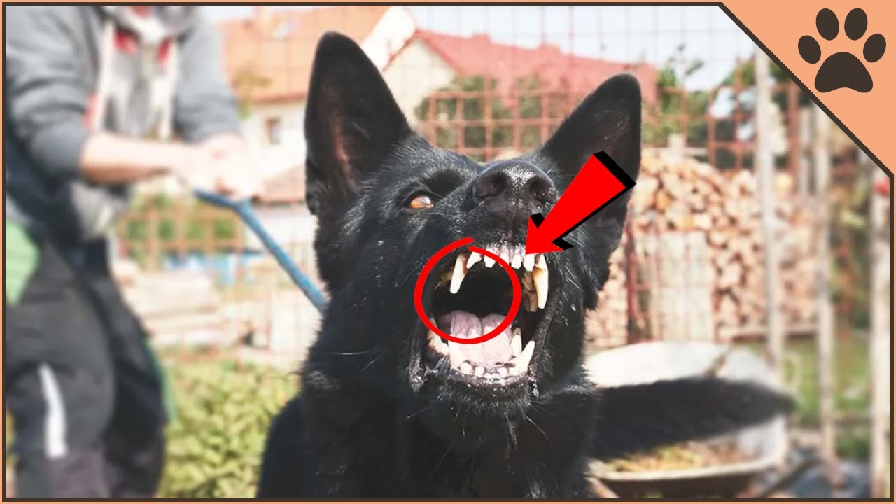 Top 16 Most Fearless Dog Breeds In The World | Dog World
