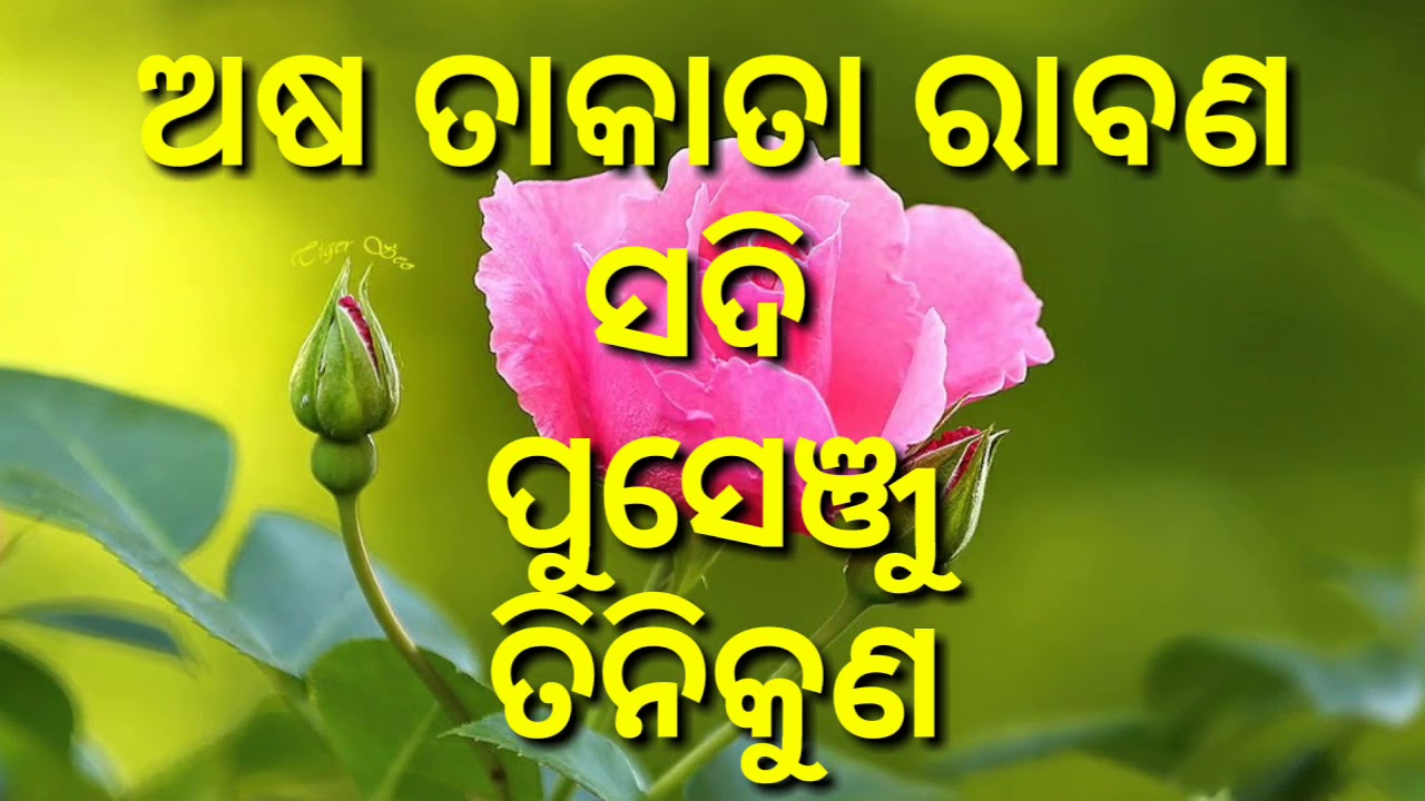 Kui khanja || କୁଈ କଞ୍ଜା ଗାଡ଼ି  kandhamal kui dina