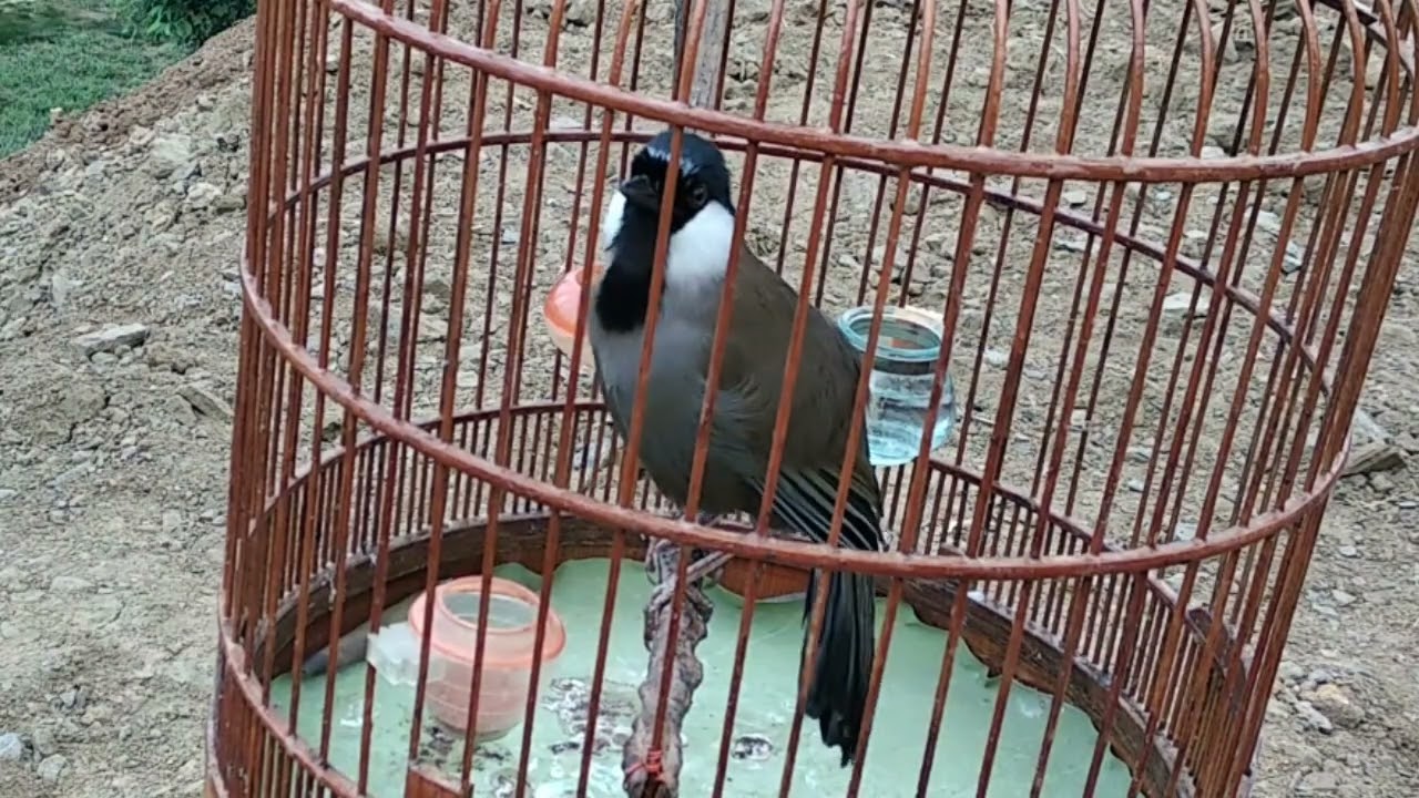 Suab noog sab hwj quaj suab miv suab yij quaj zoo cuab zoo noog