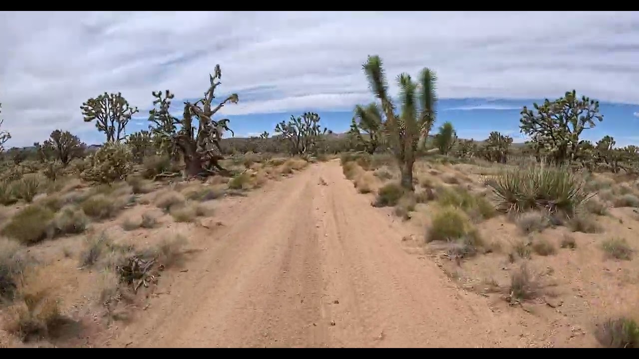 Arizona's Joshua Tree Forest