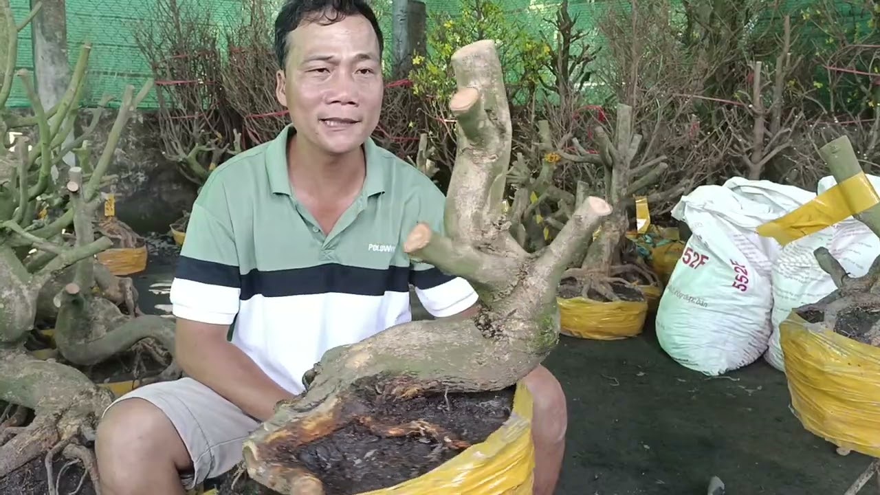 17/02 minh nhí 0976567966 gl mai đế bông đẹp giá huu nghị
