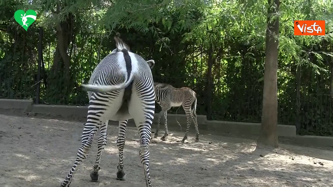 Fiocco rosa al Bioparco di Roma: &egrave; nata Fiamma, cucciolo di zebra reale
