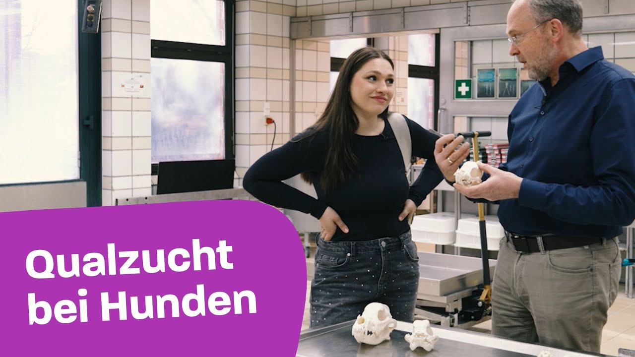 Qualzucht bei Hunden - Für ein ganzes Leben