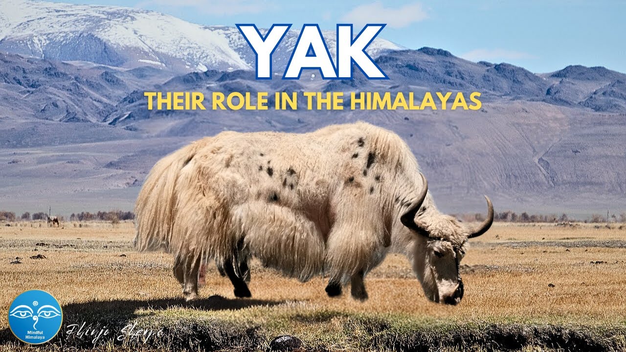YAKS: THEIR ROLE IN THE HIMALAYAS