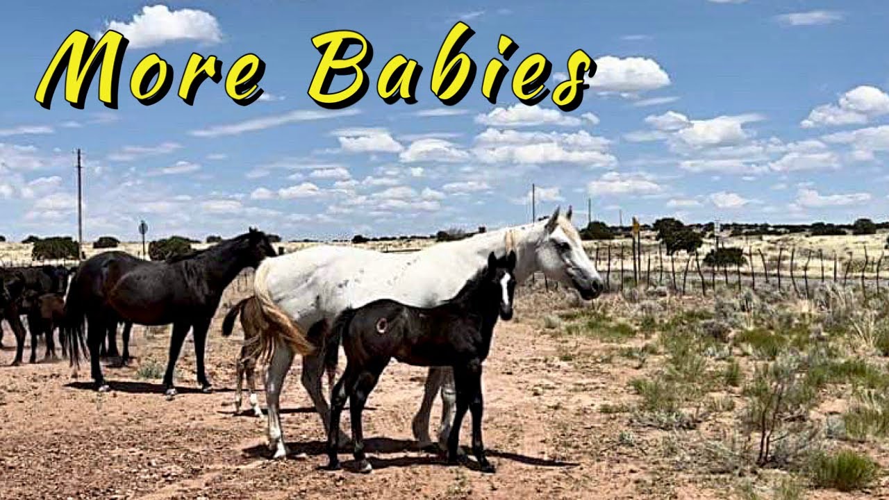 RANCH WORK AND PRETTY HORSES 