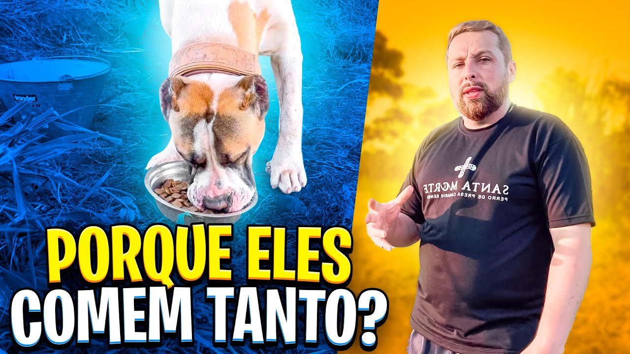COMO EU ALIMENTO O PRESA CANARIO ? FOOD DRIVE