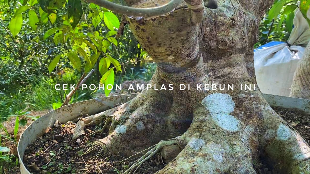 Bonsai Amplas Putih | Bonsai Amplas | Ficus Amplas