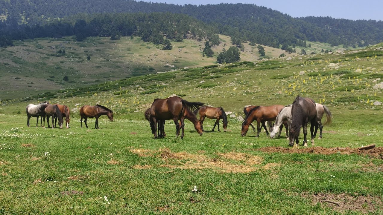 Hıdırlar Yaylası - Kızılcahamam - Ankara