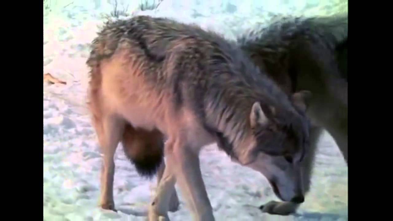 Wolves signalling with tail position