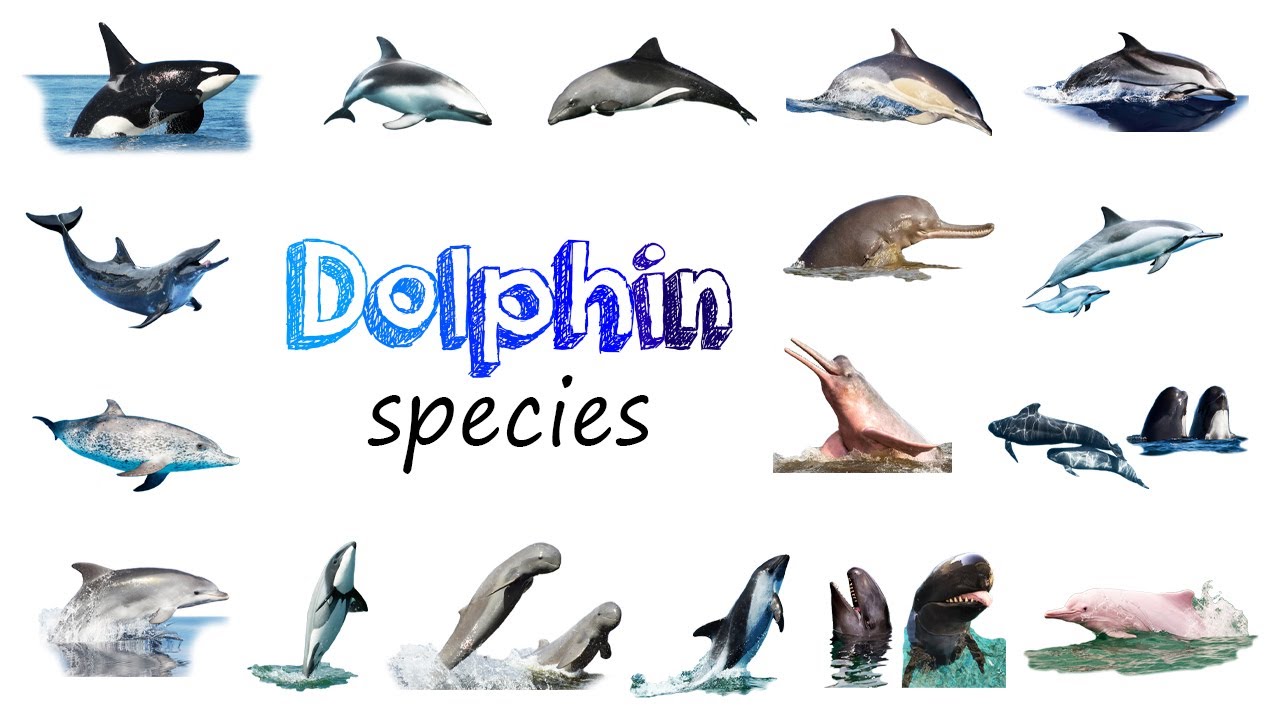 Dolphin Species / Fun list of Oceanic Dolphins / Leo & Lia Story TV