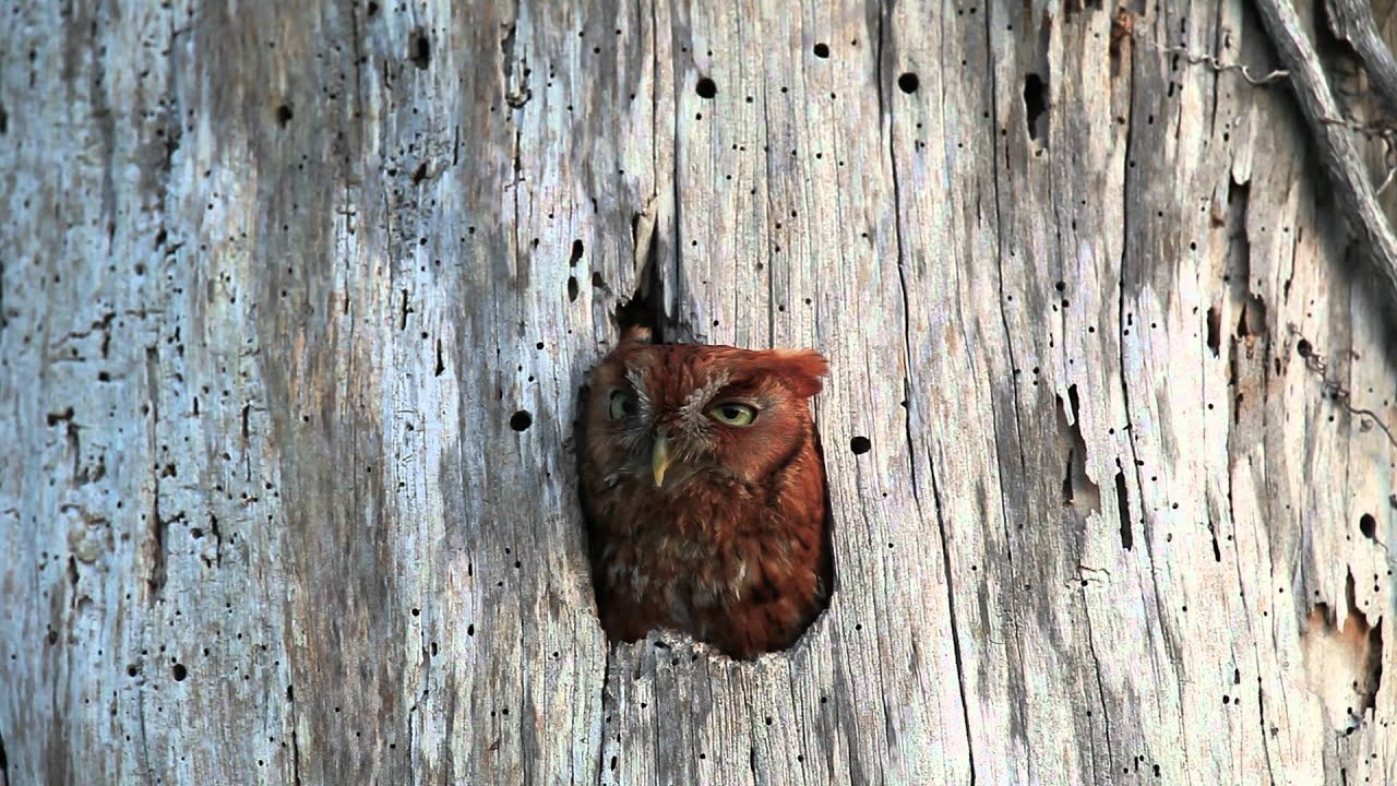 Screech Owl Calling 2