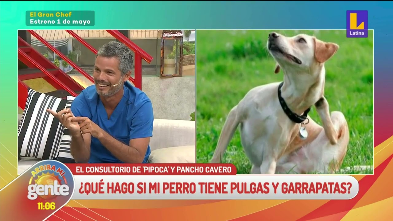 📹Arriba Mi Gente| 'Consultorio de Pipoca' hablamos sobre el cuidado de las pulgas, garrapatas y más