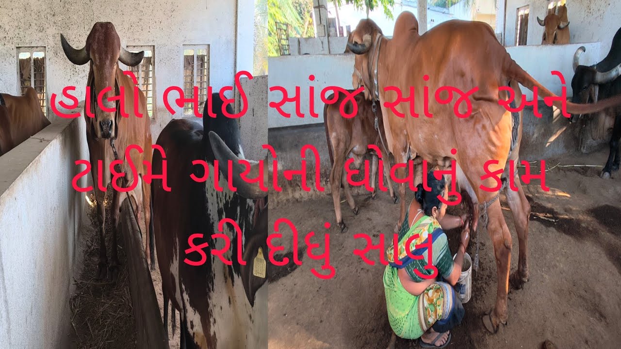 સાંજે ના ટાઈમે ગાયોની ધોવાનું કામ કરી દીધું સાલુ 