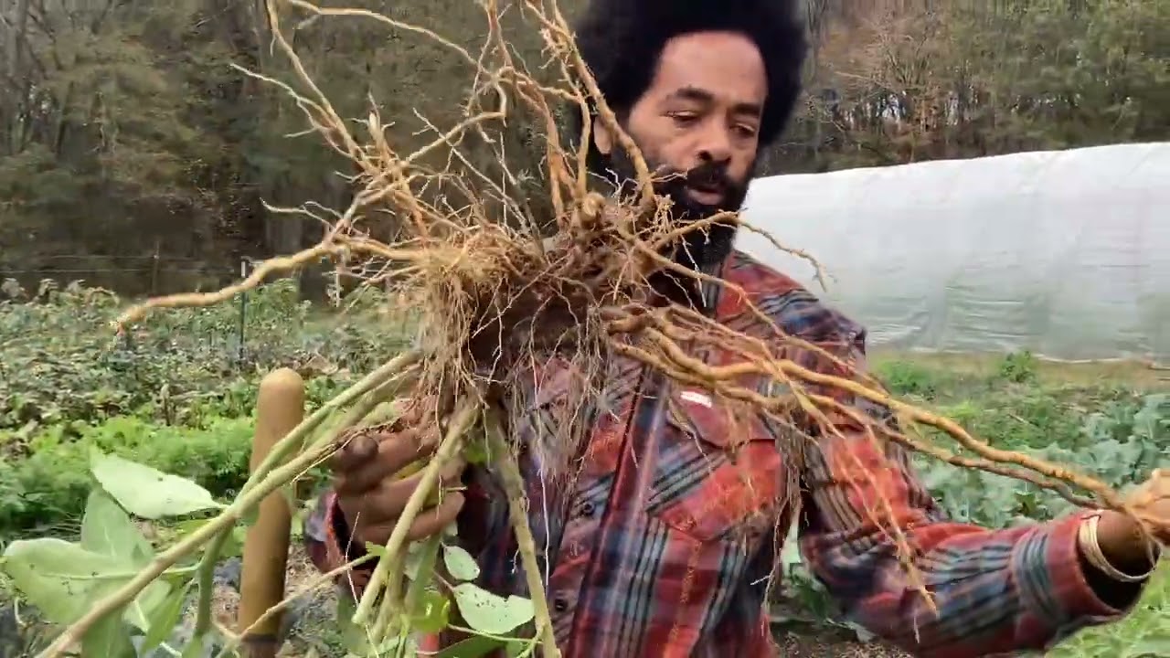 GWYA Ashwagandha Harvest 2024 ATL