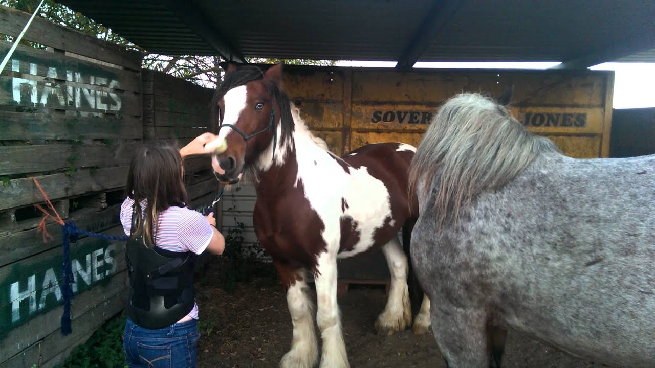 Our ardennes horse Moomin being a jealous brat