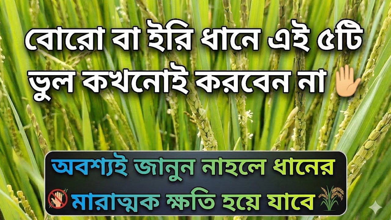 বোরো ধানে যে যে ভুলগুলি কখনোই করবেন না তাহলে মারাত্মক ক্ষতি হয়ে যাবে 5 Mistakes usually farmers do