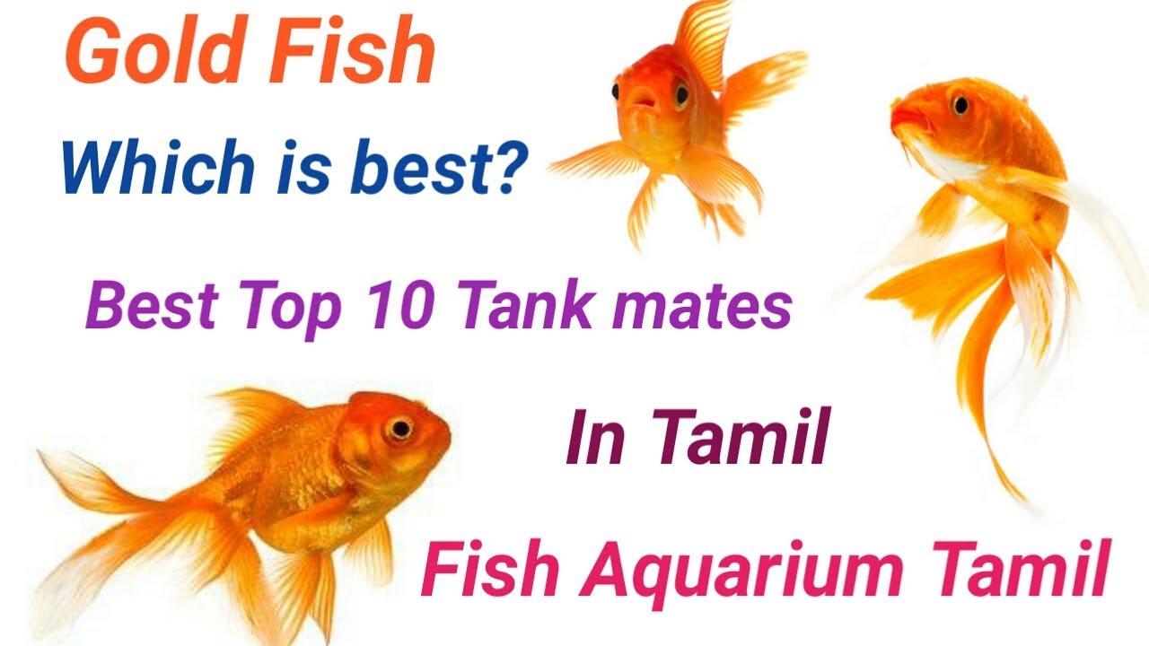 Top 10 Best Tank mates of Gold Fish தங்க மீன் கூட சேர்த்து விடகூடிய மீன் எது ? / Fish Aquarium Tamil