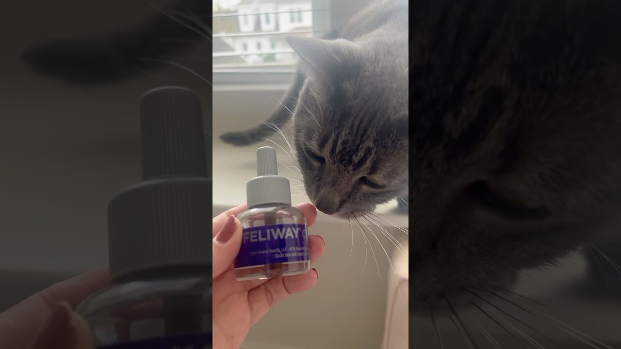FELIWAY MultiCat Cat Calming Plug In Pheromone Diffuser Starter Kit #Amazonreviews #cat