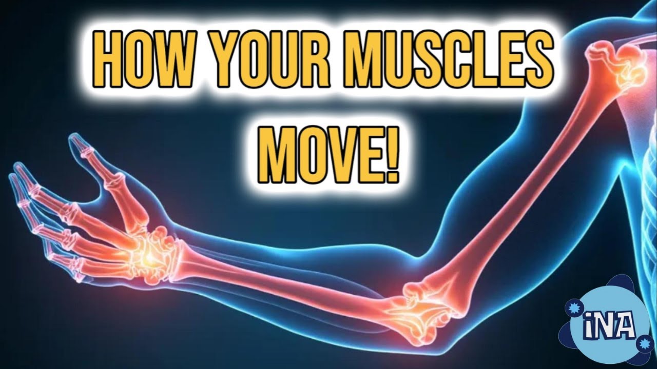 Understanding Your Body's Secret Weapon: Muscles & Joints