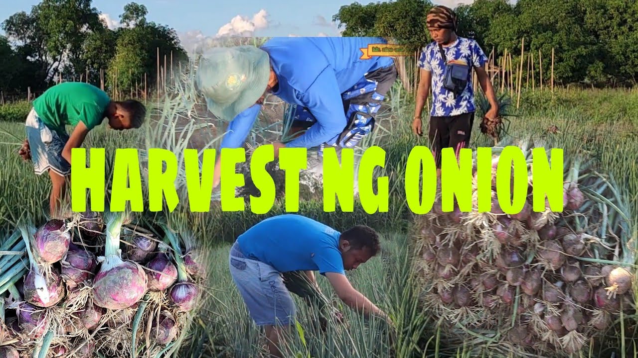 Mga kafarming maghaharvest Tayo ng ating sibuyas