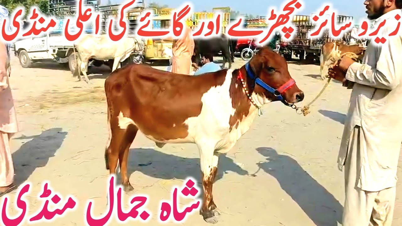 Shah Jamal Cow Mandi | Zero Size Cholistani Sahiwal Bachre || Global Village Farming