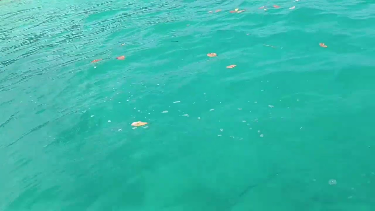 Light house dive visit #2026#havelock #lighthousehavelock