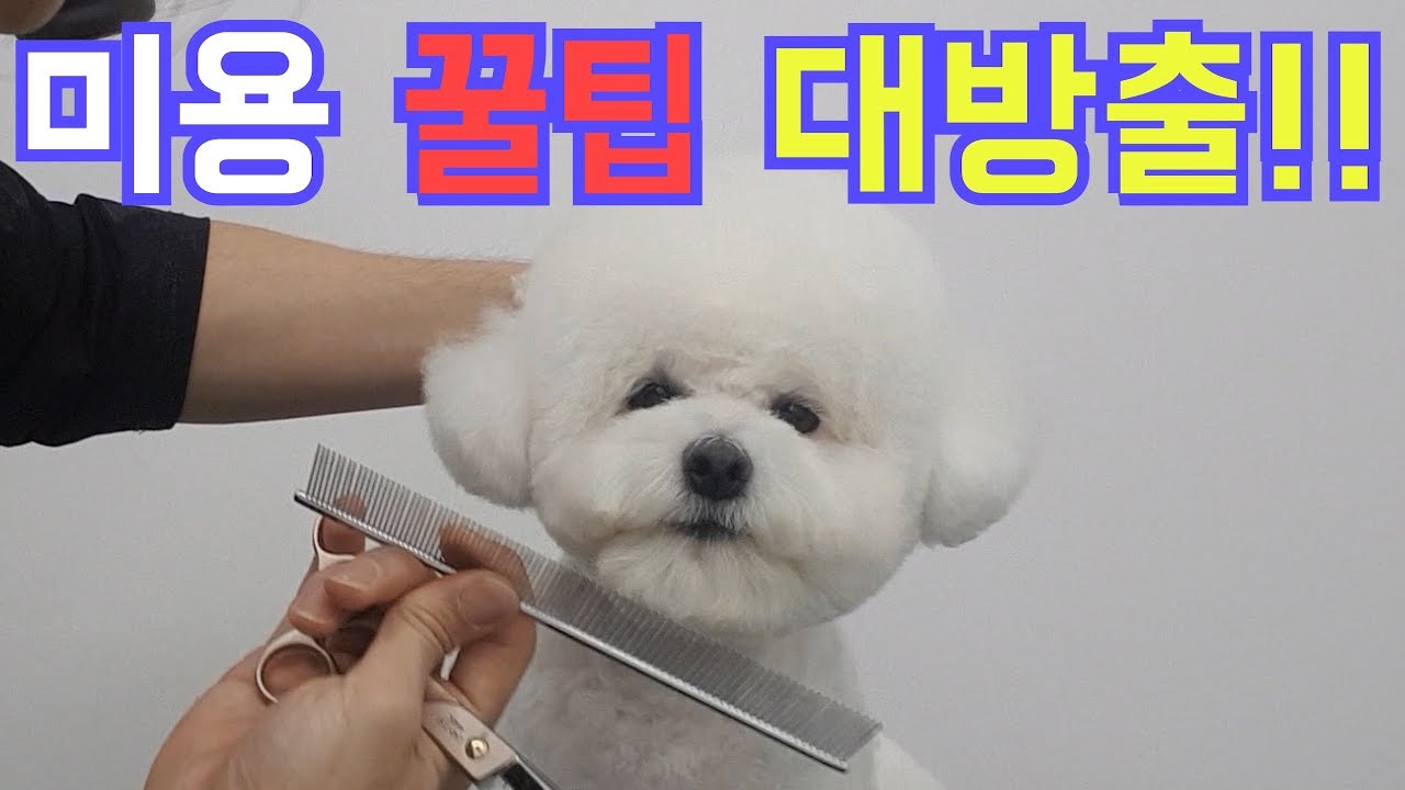 미용 꿀팁 대방출!!-귀툭튀-/korea dog groomer/dog grooming