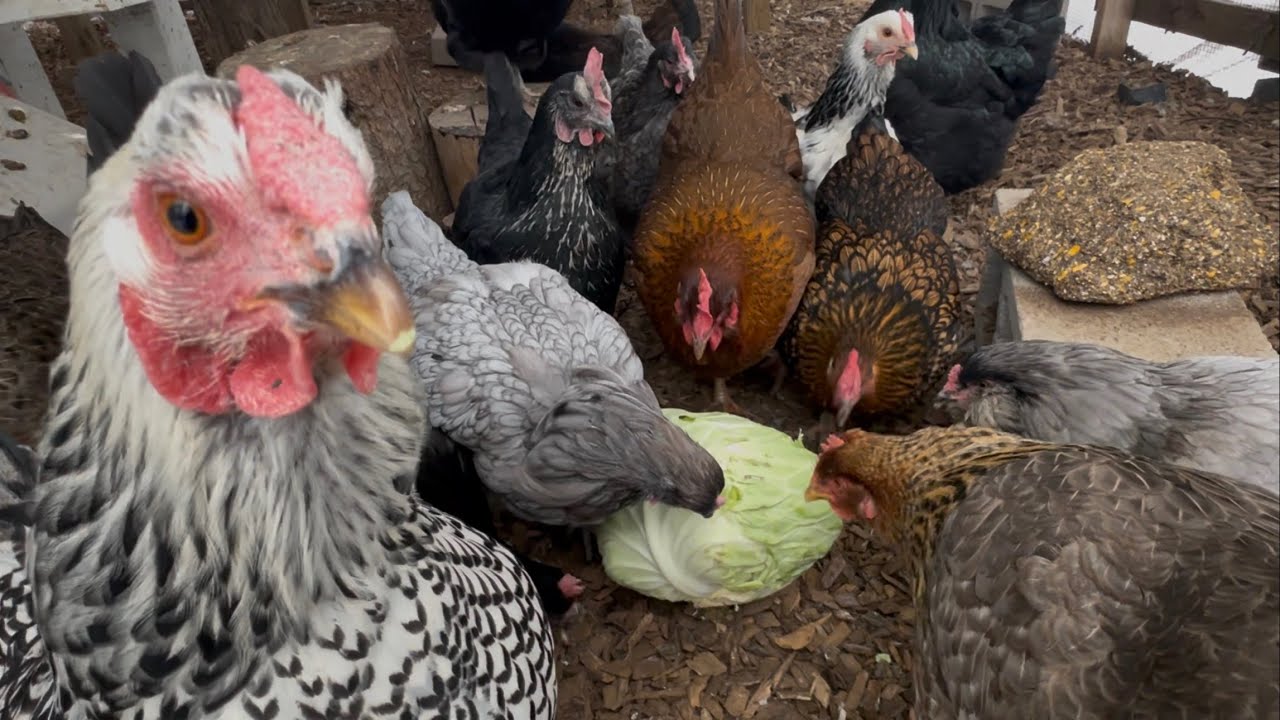 Chickens Enjoy Christmas Cabbage
