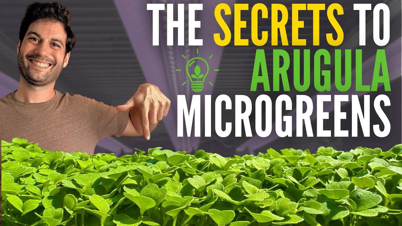 How to Grow Arugula Microgreens Like a Pro (Step-by-Step for Beginners)