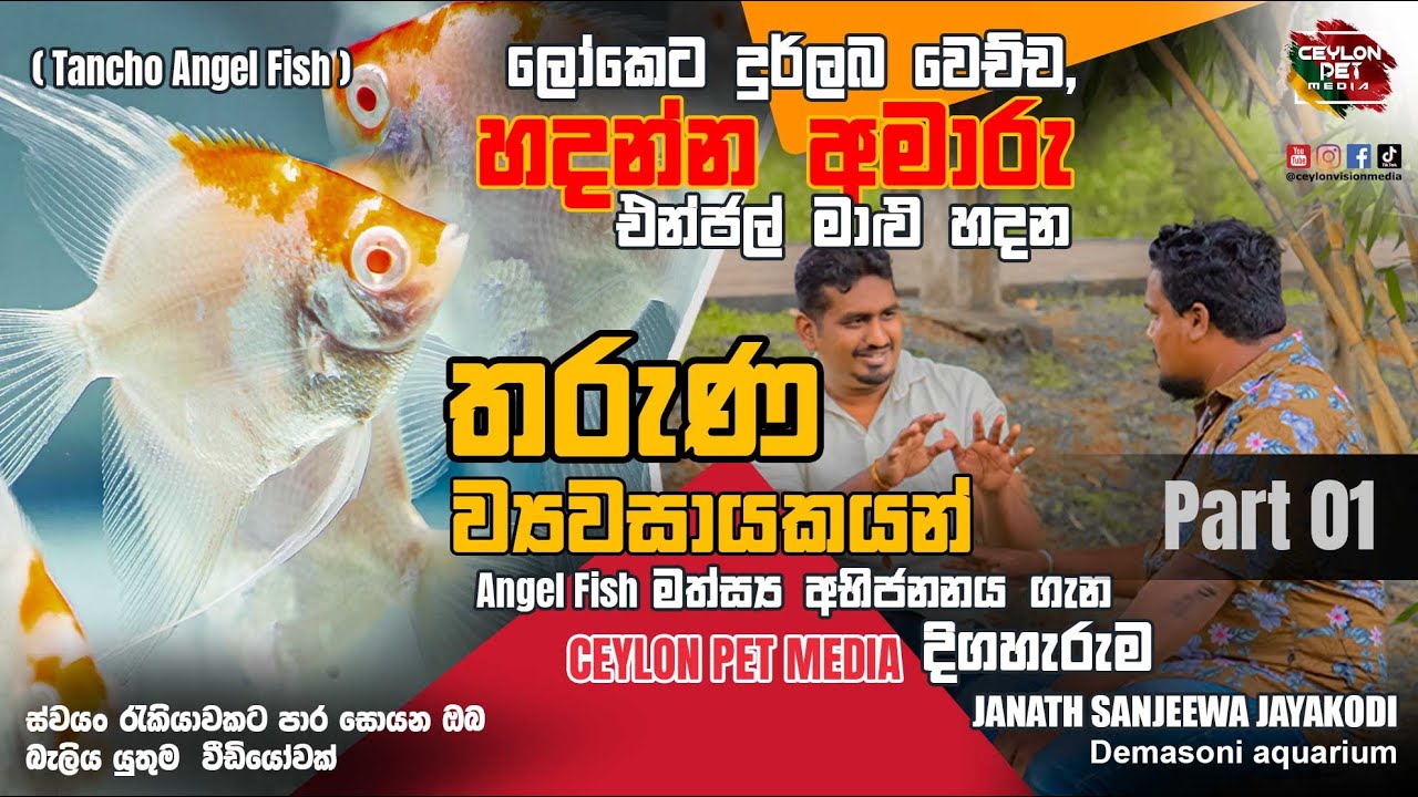Tancho Angel Fish | Breeding - හදන්න අමාරු , මාළු හදන තරුණ ව්‍යවසායකයන්| Demasoni aquarium - Part 01