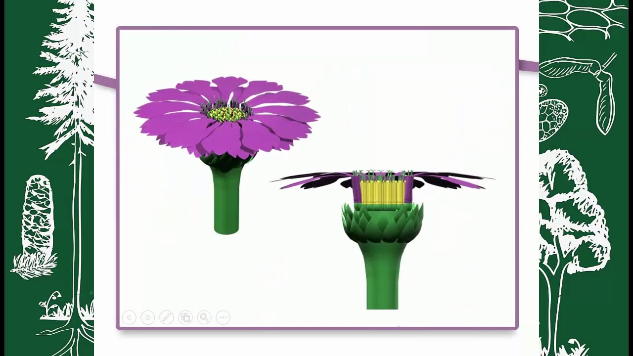 BOTÁNICA MORFOLÓGICA (FLOR) INFLORESCENCIAS