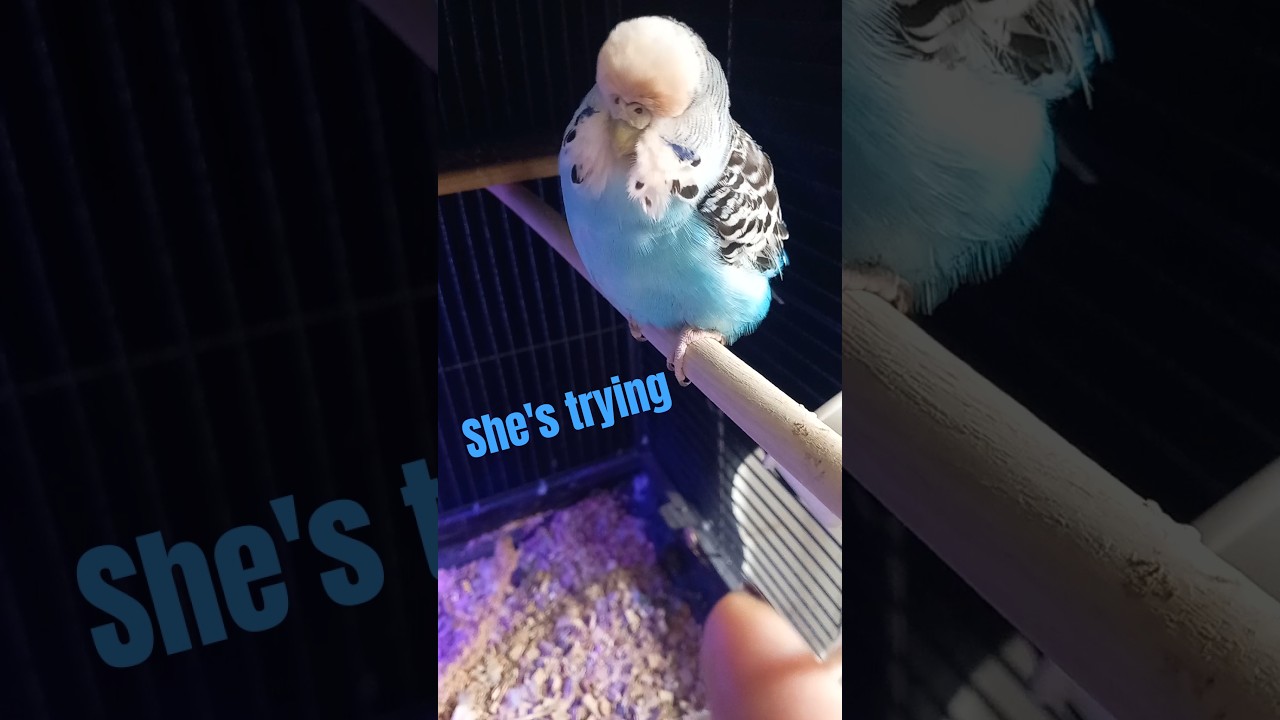 Saphi preens her damaged feathers 🪶