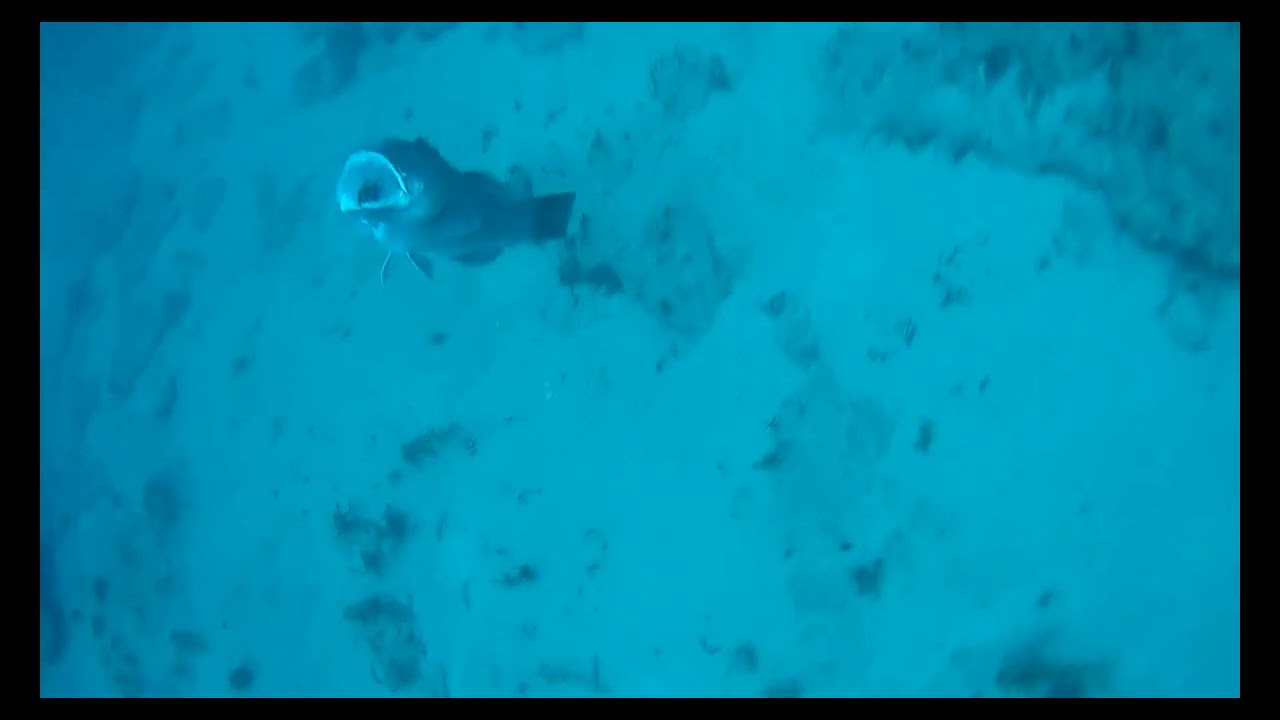 Traina con il vivo cernia bianca   White Grouper