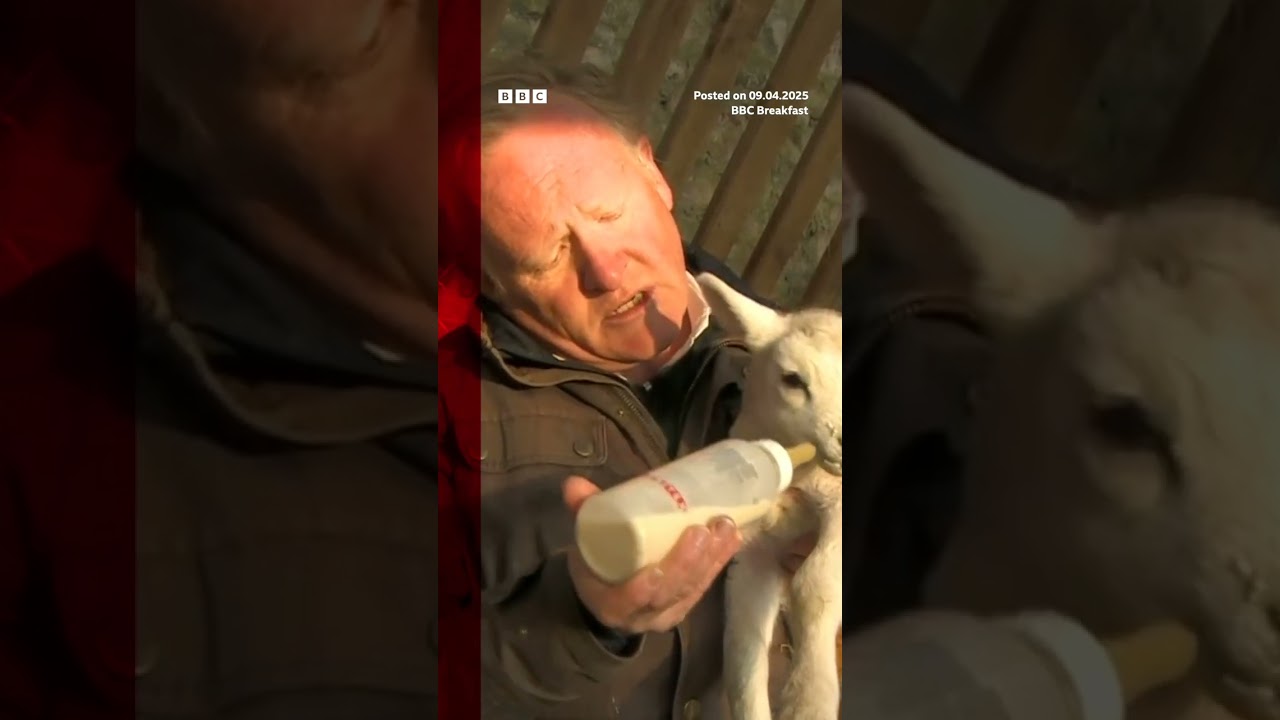 BBC reporter tries and fails to feed newborn lamb on live tv. #BBC #BBCNews