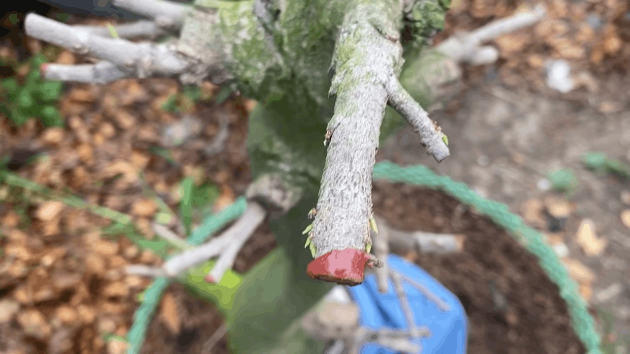 Mai vừa nhú mầm sau xả tàn và cách chăm sóc