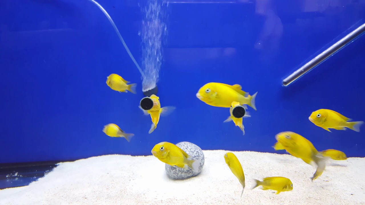 Tropeus Kriza Gold