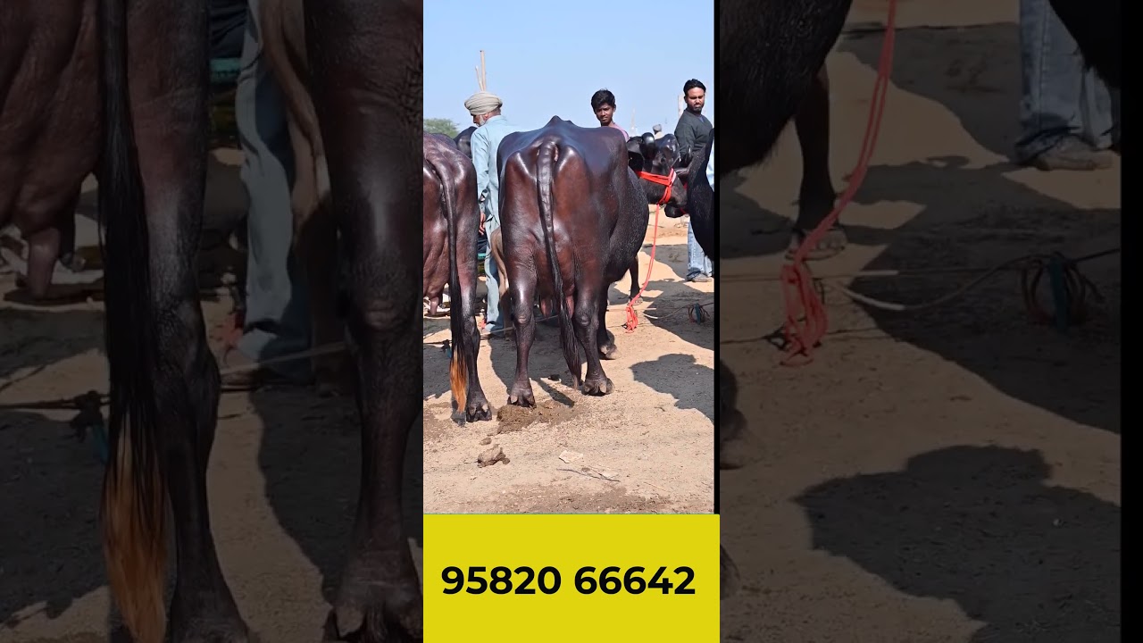 BUFFALO MARKET OF PUNJAB II KHANNA MANDI II RAMPURA PHUL MANDI II JAGRAON MANDI