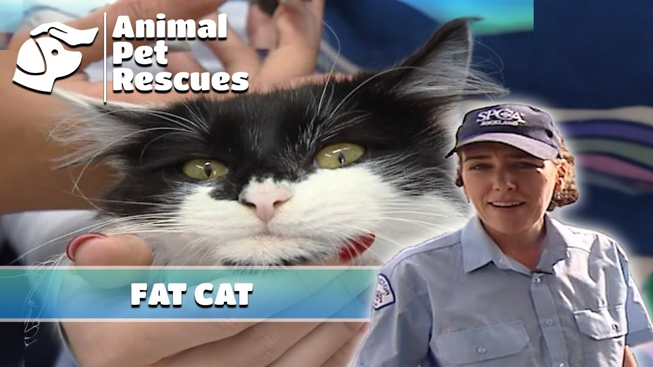 Rescuing a Fat Cat: Double the Average Cat Weight | Full Episode | Animal Pet Rescue