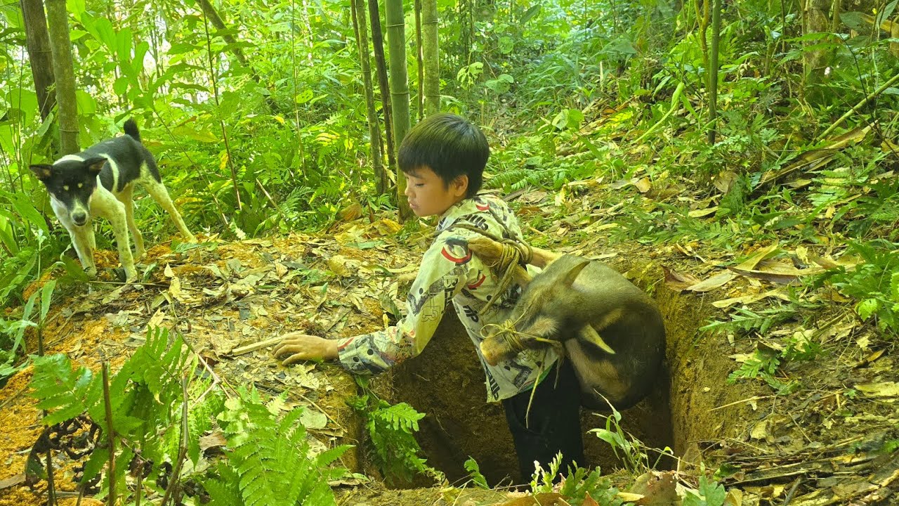 Wild Boar Tracking - Set traps to catch wild boars in the wild | Poor Boy
