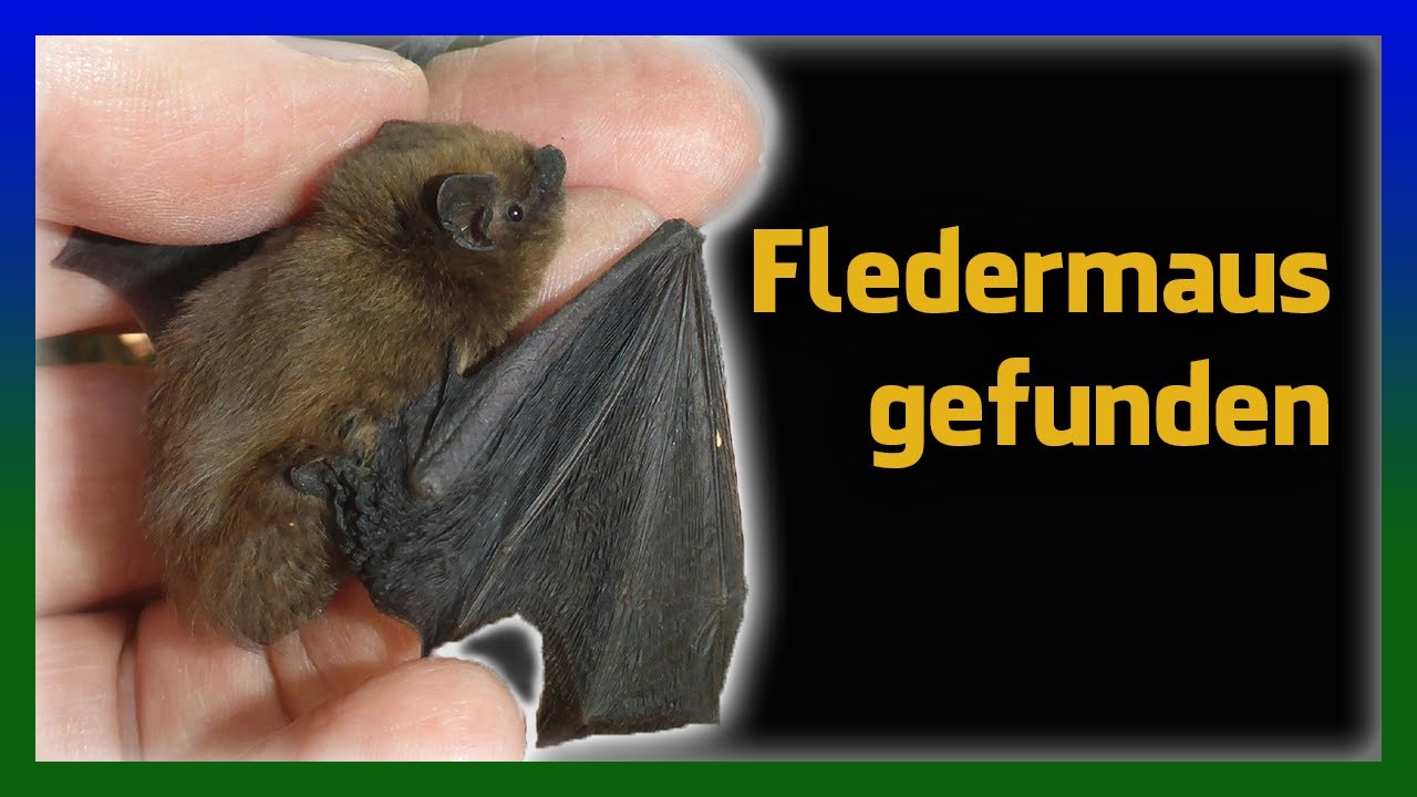 Fledermaus gefunden - was tun?