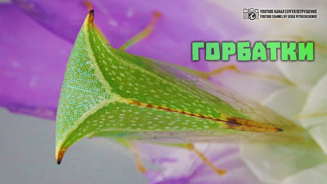 Горбатка-бизон. Горбатки и горбатки. // Clever Cricket