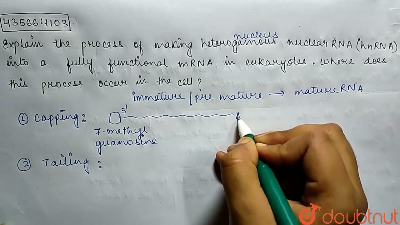 Explain the process of making heterogamous nuclear RNA (hn RNA) into a fully functional mRNA in ...